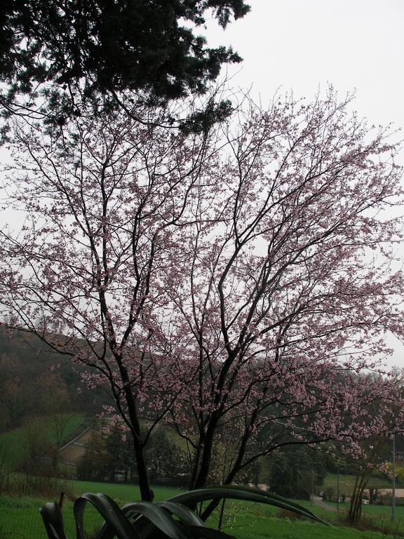 B&B Della Rosa Civitella D'Arna ภายนอก รูปภาพ